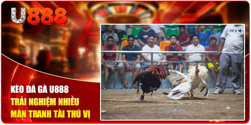 Kèo đá gà U888 trải nghiệm nhiều màn tranh tài thú vị
